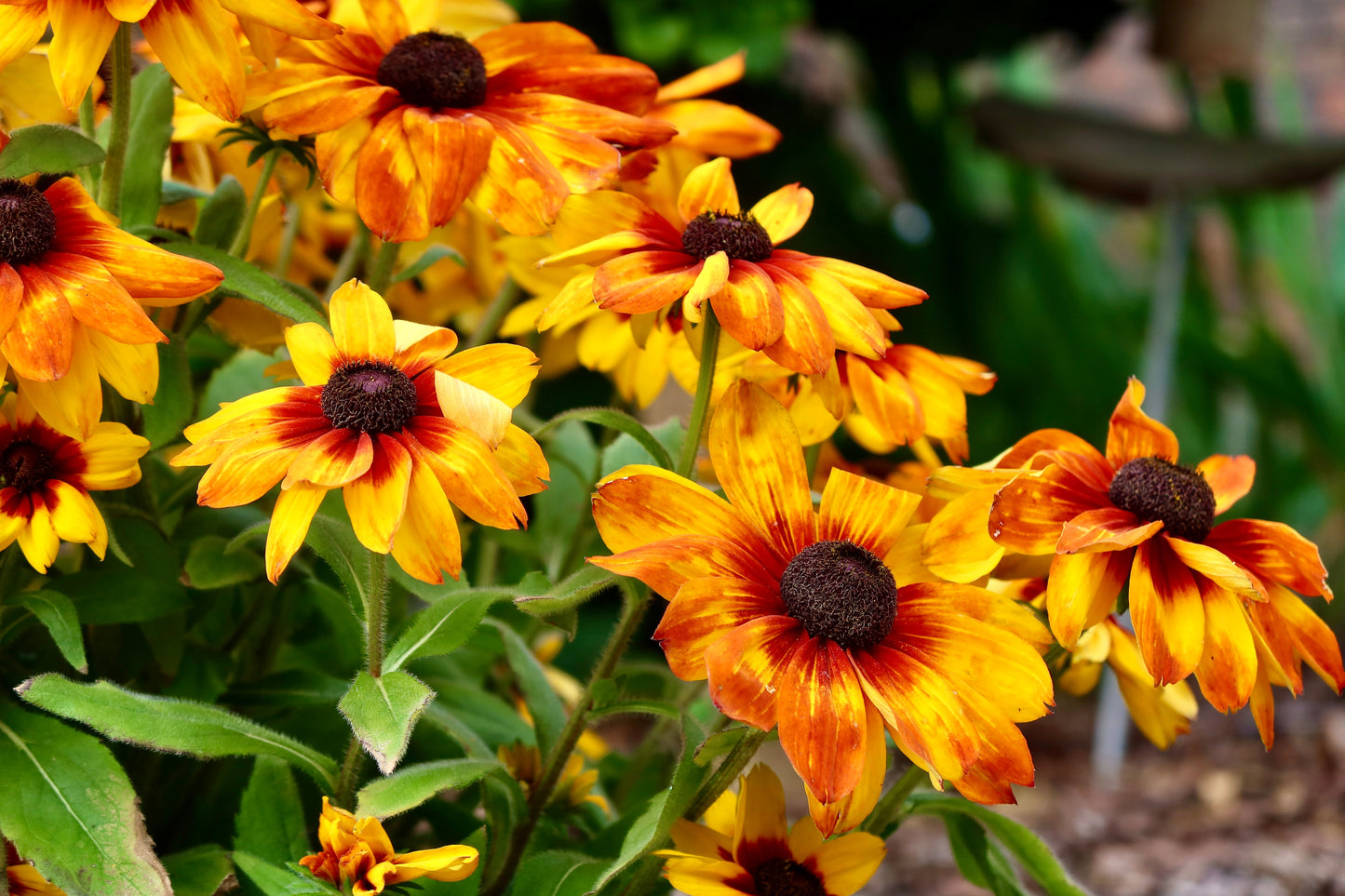 Sunny Susy Cherry Black Eyed Susan Vine Live Starter Plant – Thunbergia alata