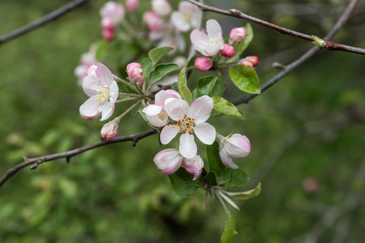 Donald Wyman Crabapple 1 Live Tree – Malus ‘Donald Wyman’ – 2 Gallon Pot