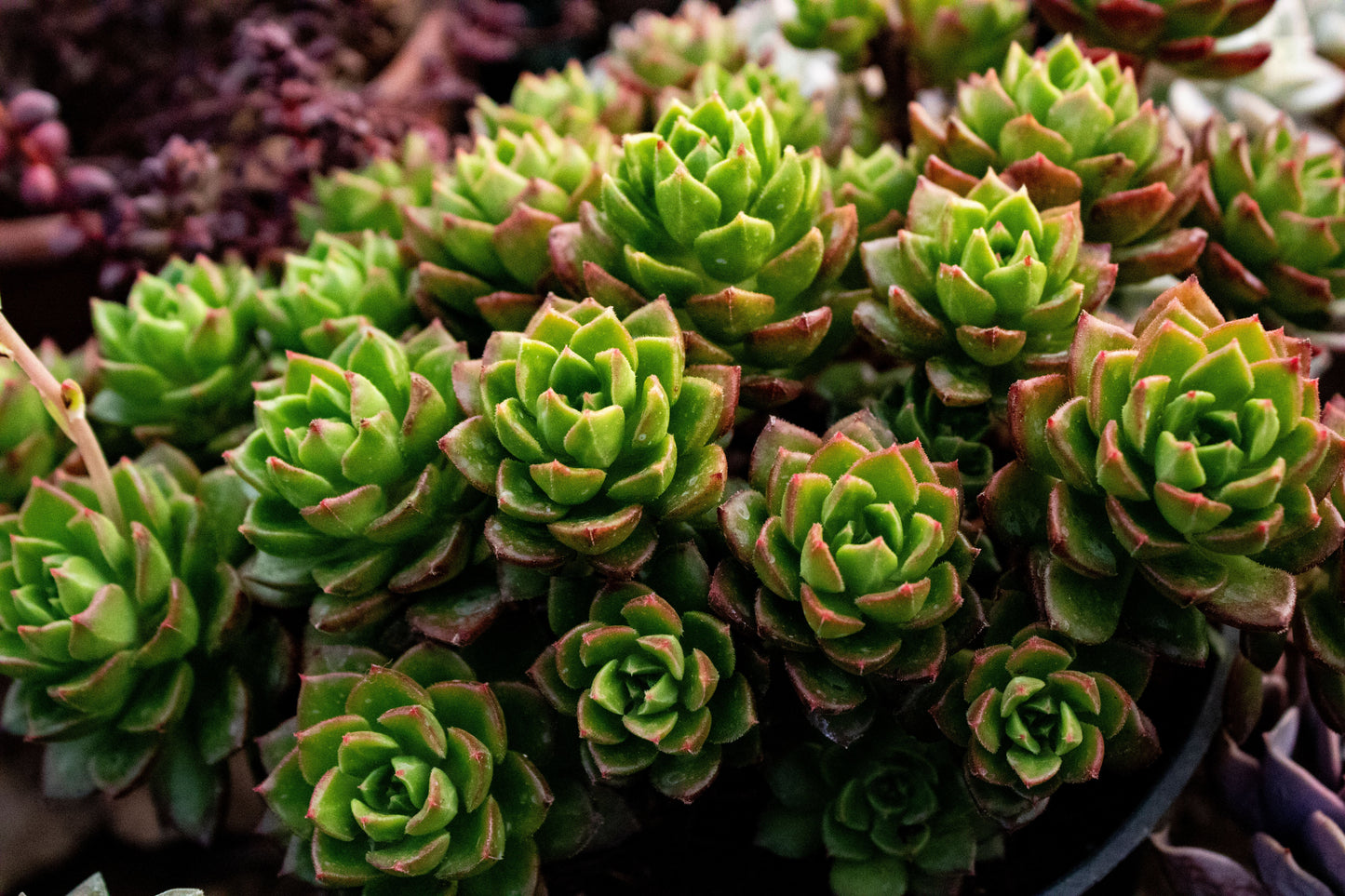 Sedeveria 'Letizia' Live Succulent Plant – 2 Inch Pot