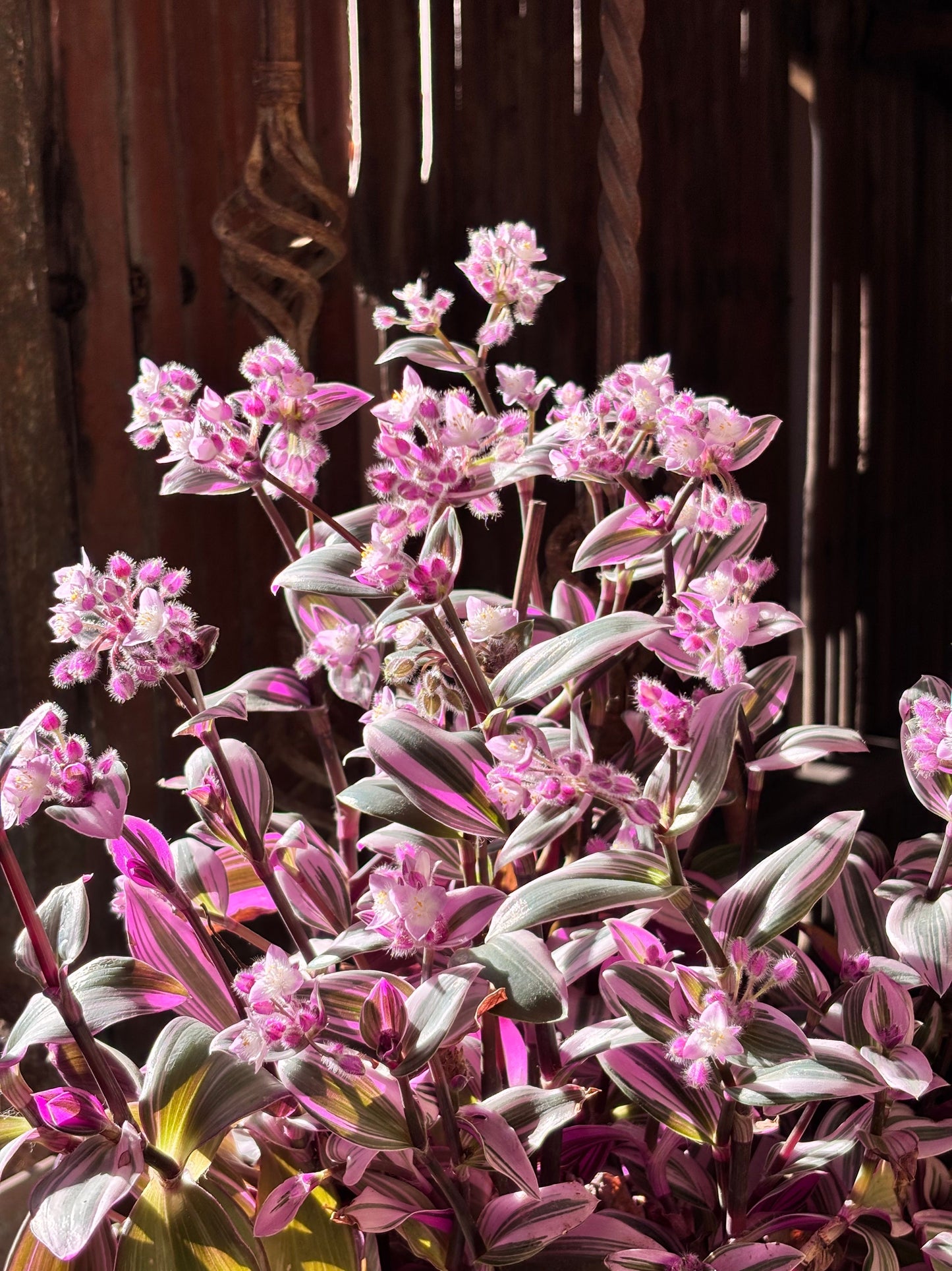 Pink Lady Callisia Repens Live Plant in 4 Inch Pot – Variegated Succulent Houseplant