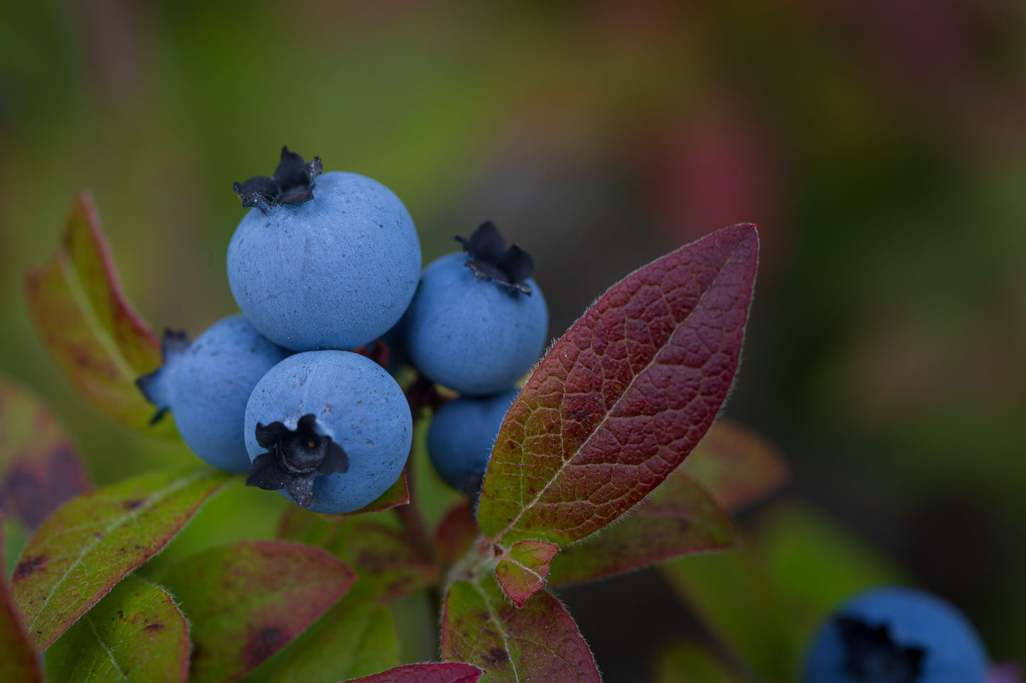 2 Blueray Blueberry Live Plants – Fruit Bearing Blueberry Bush Seedlings – Vaccinium corymbosum