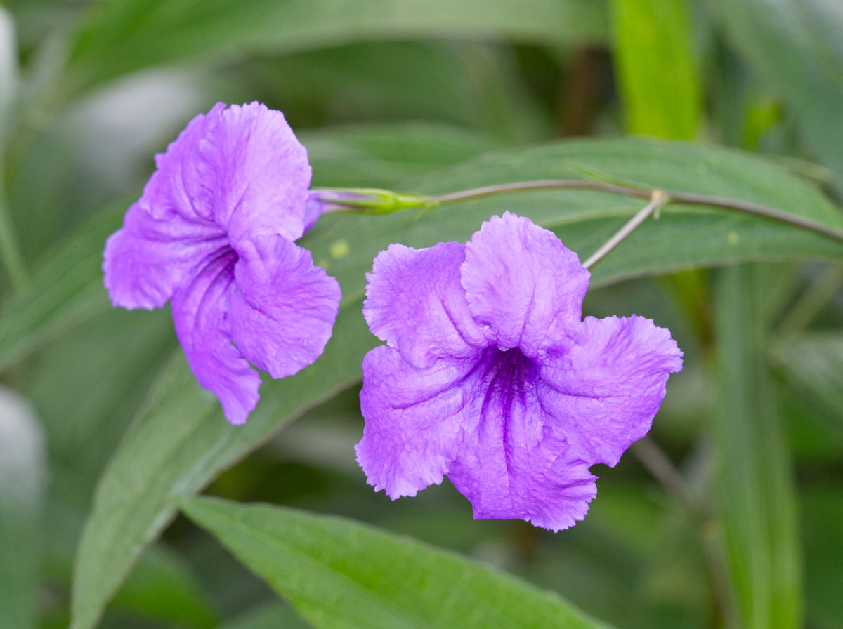 3 Live Rooted Mexican Petunia Plants – Ruellia simplex (Cây Chiều Tím)