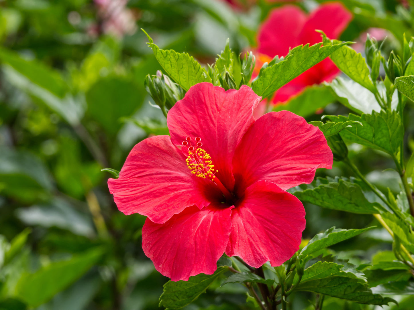 Madagascar Hibiscus Starter Live Plant 3–5 Inch Rooted Plant – Hibiscus moscheutos