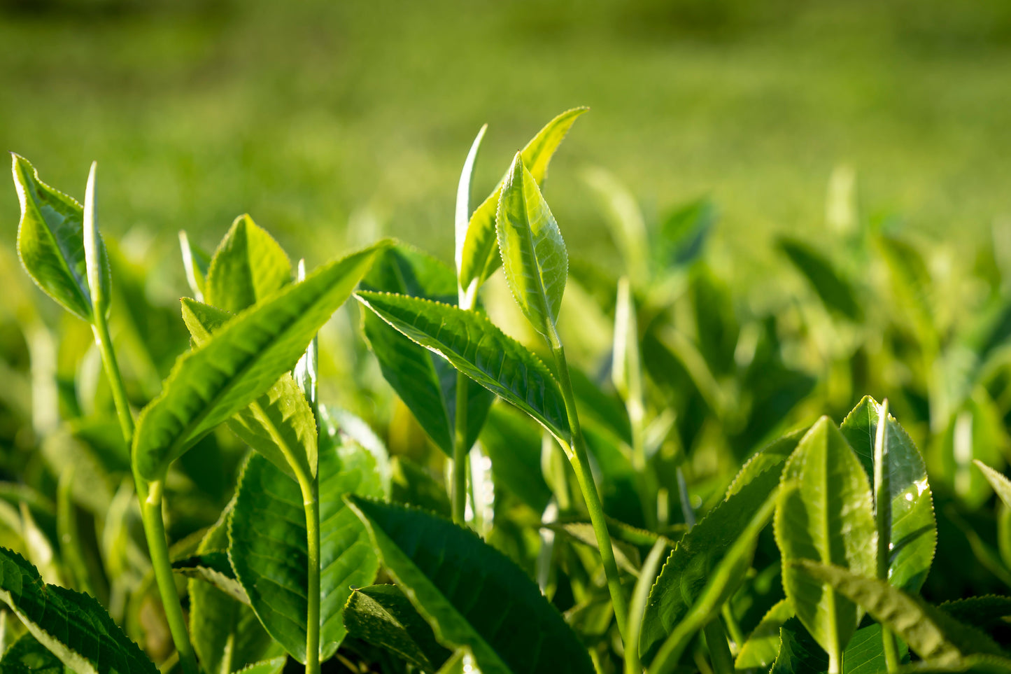 Organic Tea Plant Live Starter – 6–12 Inch – Camellia sinensis
