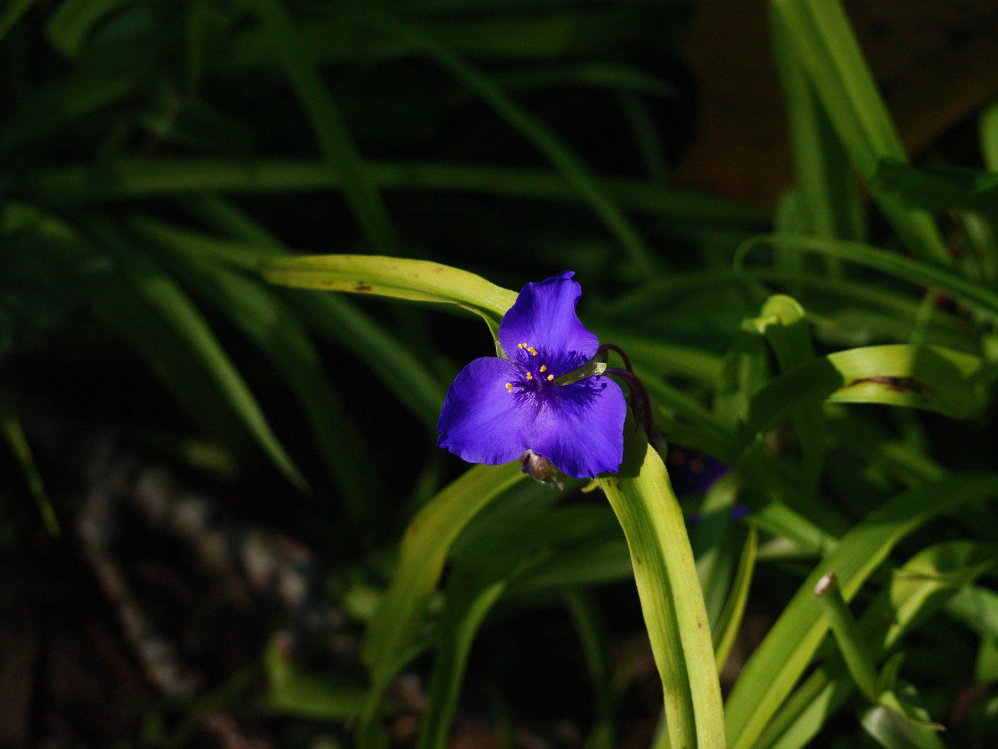 10 Spiderwort Bare Root Rhizomes – Purple Flowering Tradescantia Live Plants