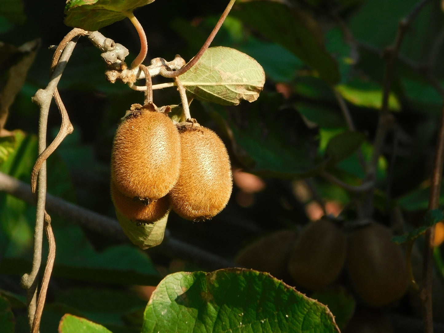 2 Kiwi Vine Live Plants – 4–6 Inches Tall – Perennial Fruit Plants – Actinidia spp.
