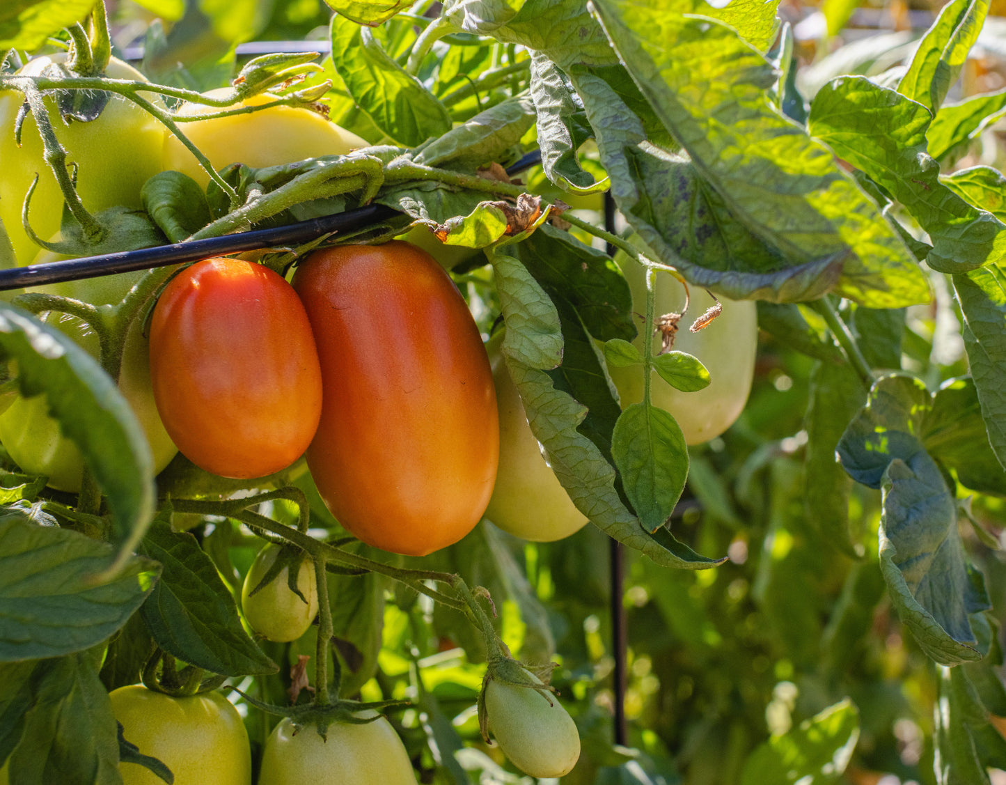 2 San Marzano Tomato Live Plants 6–10 Inches Tall – Solanum lycopersicum