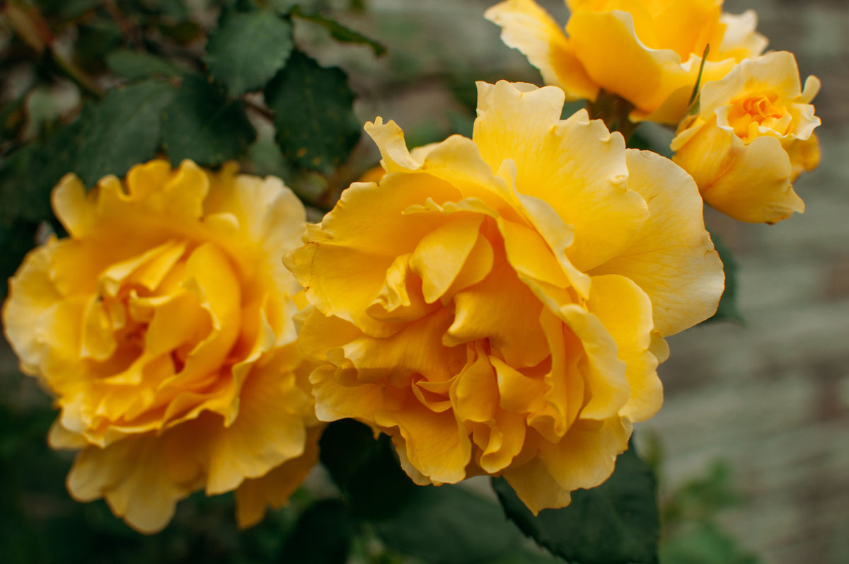 Golden Showers™ Climbing Rose 1 Live Plant – Rosa ‘Golden Showers’ – Quart Pot