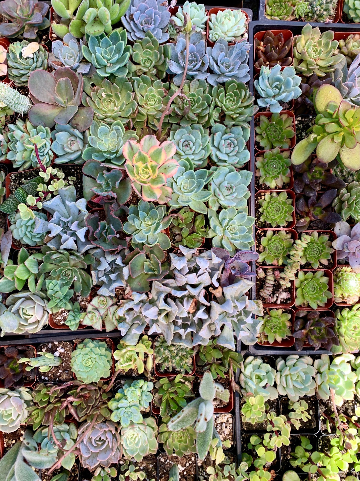 25 Mixed Succulent Unrooted Cuttings 1–2 Inches – Assorted Rosette Succulents