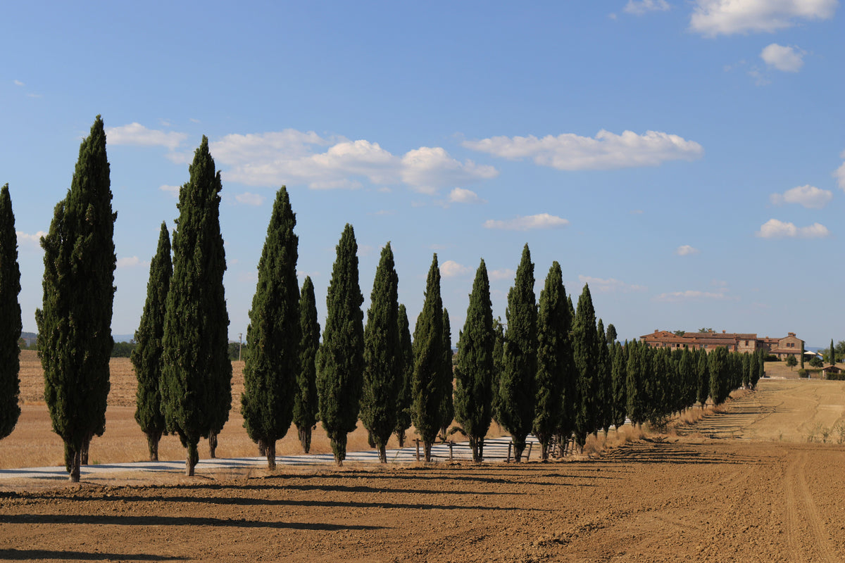 Italian Cypress 1 Live Evergreen Tree, 1 Gallon Pot – Cupressus sempervirens