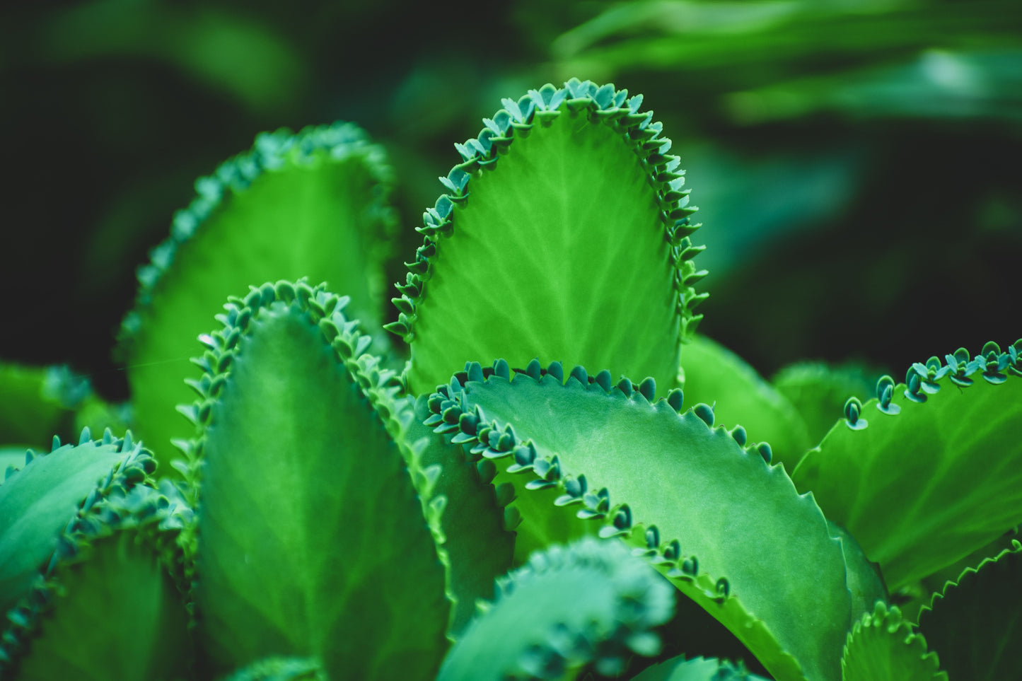 Mother of Thousands Live Succulent – 2-Inch Pot – Kalanchoe daigremontiana