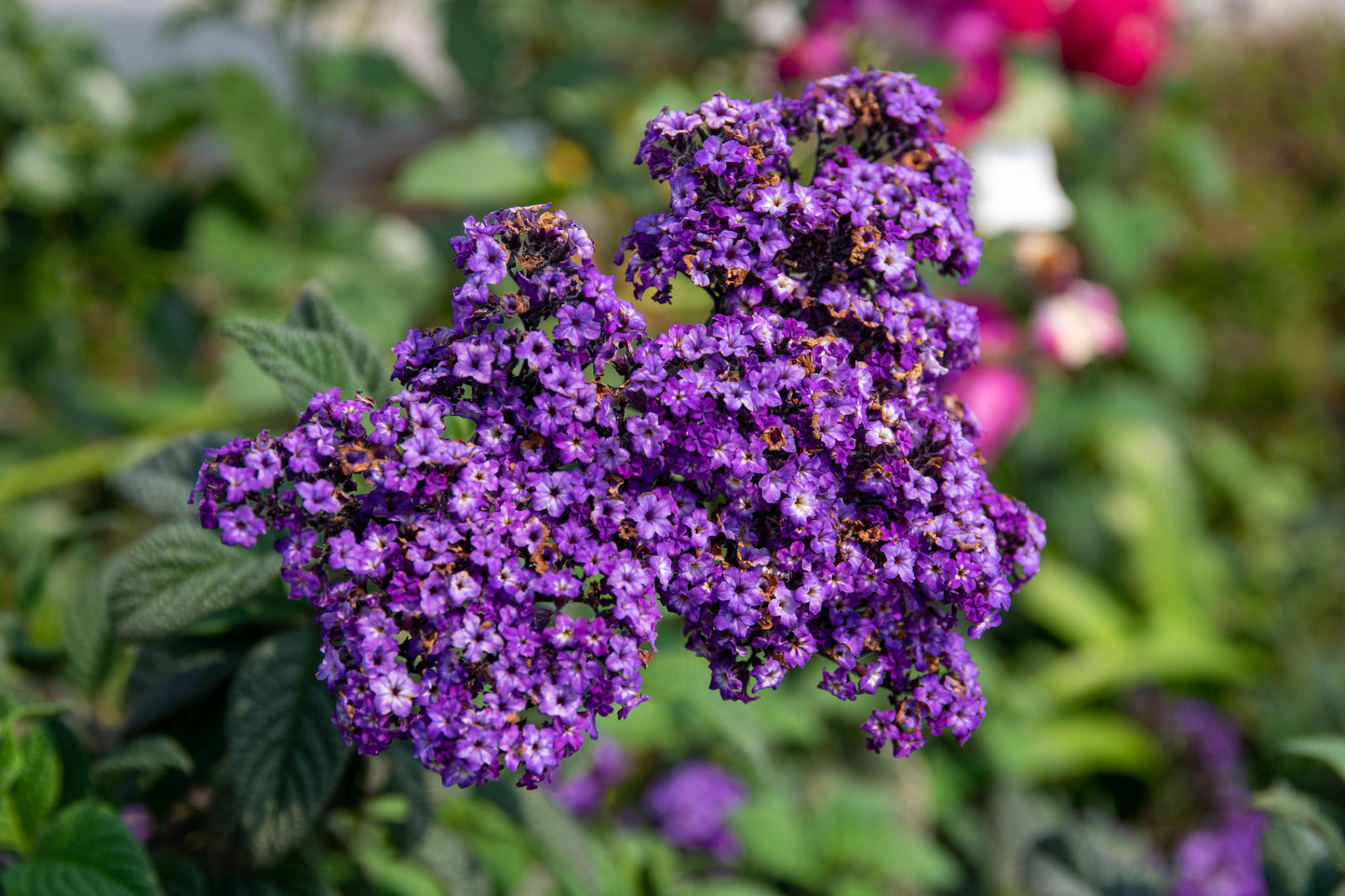 2 Live Heliotrope 'Fragrant Delight' Plants 4–6 Inches Tall – Ships No Pot – Heliotropium arborescens