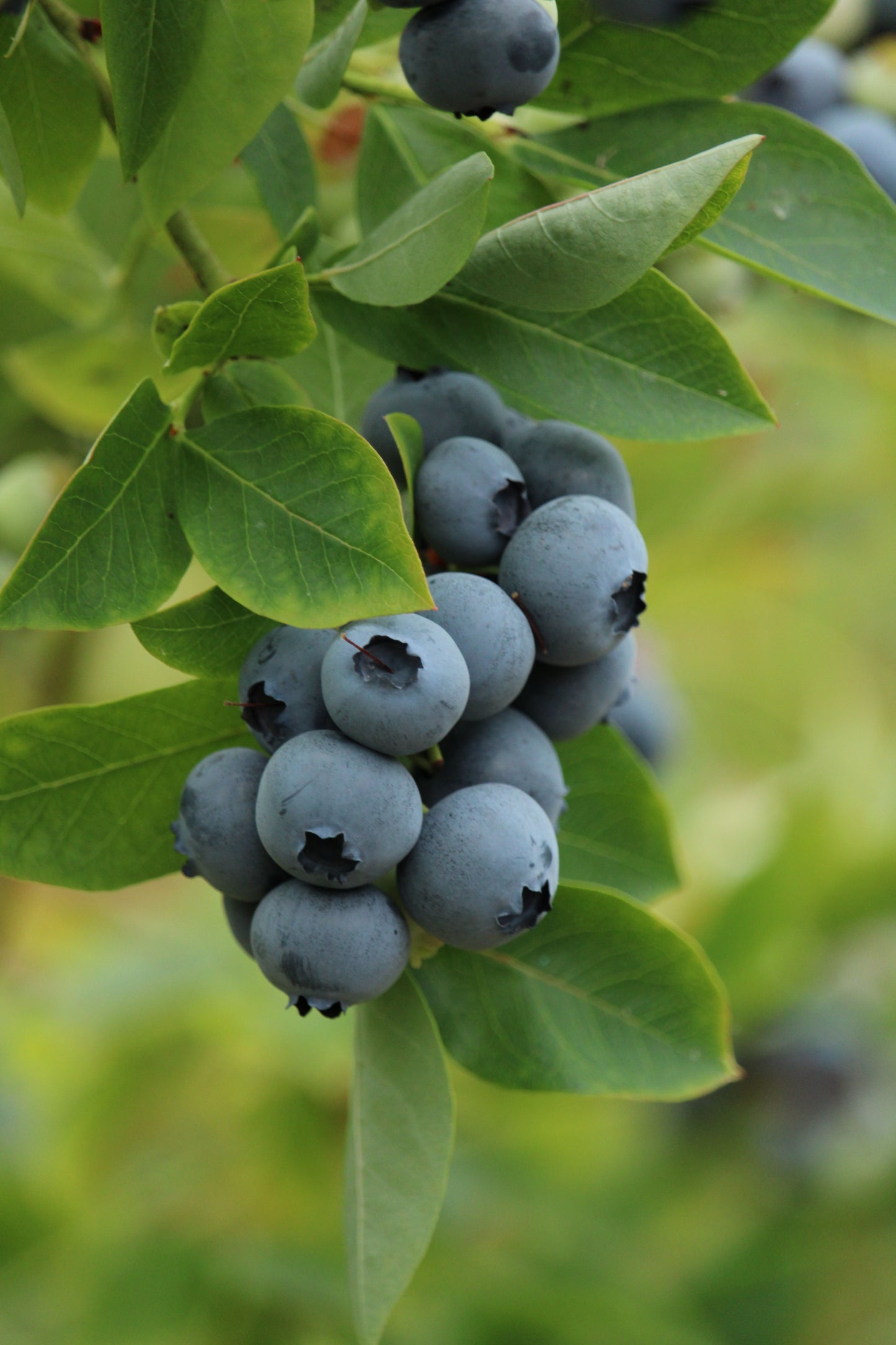 Legacy Blueberry Live Plant 2 Year Old 18-24 Inch Tall in 1 Gallon Pot Vaccinium Fruit Bearing Shrub