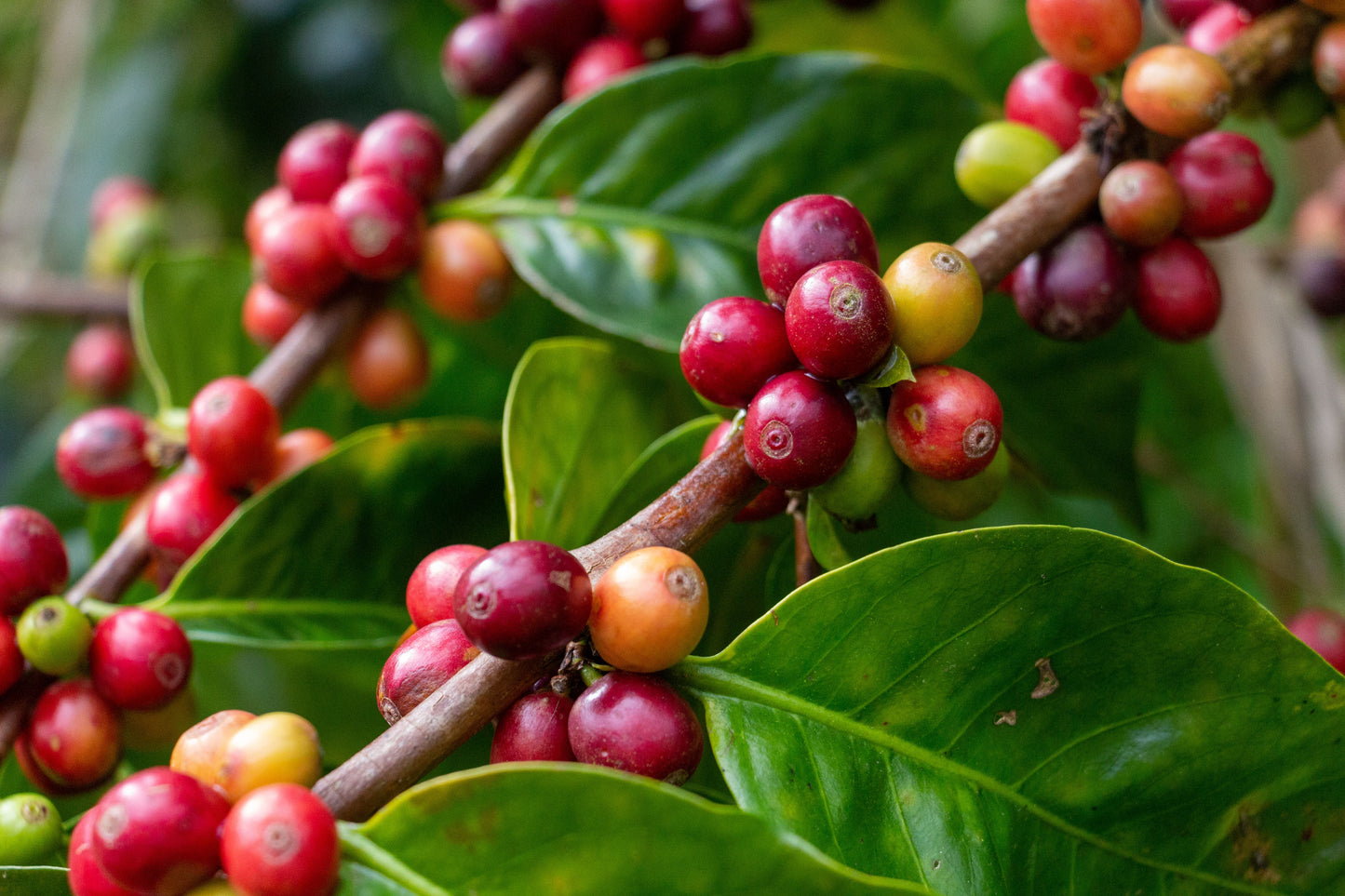 Coffee Plant Live Plant in 3 Inch Deep Pot – Coffea arabica