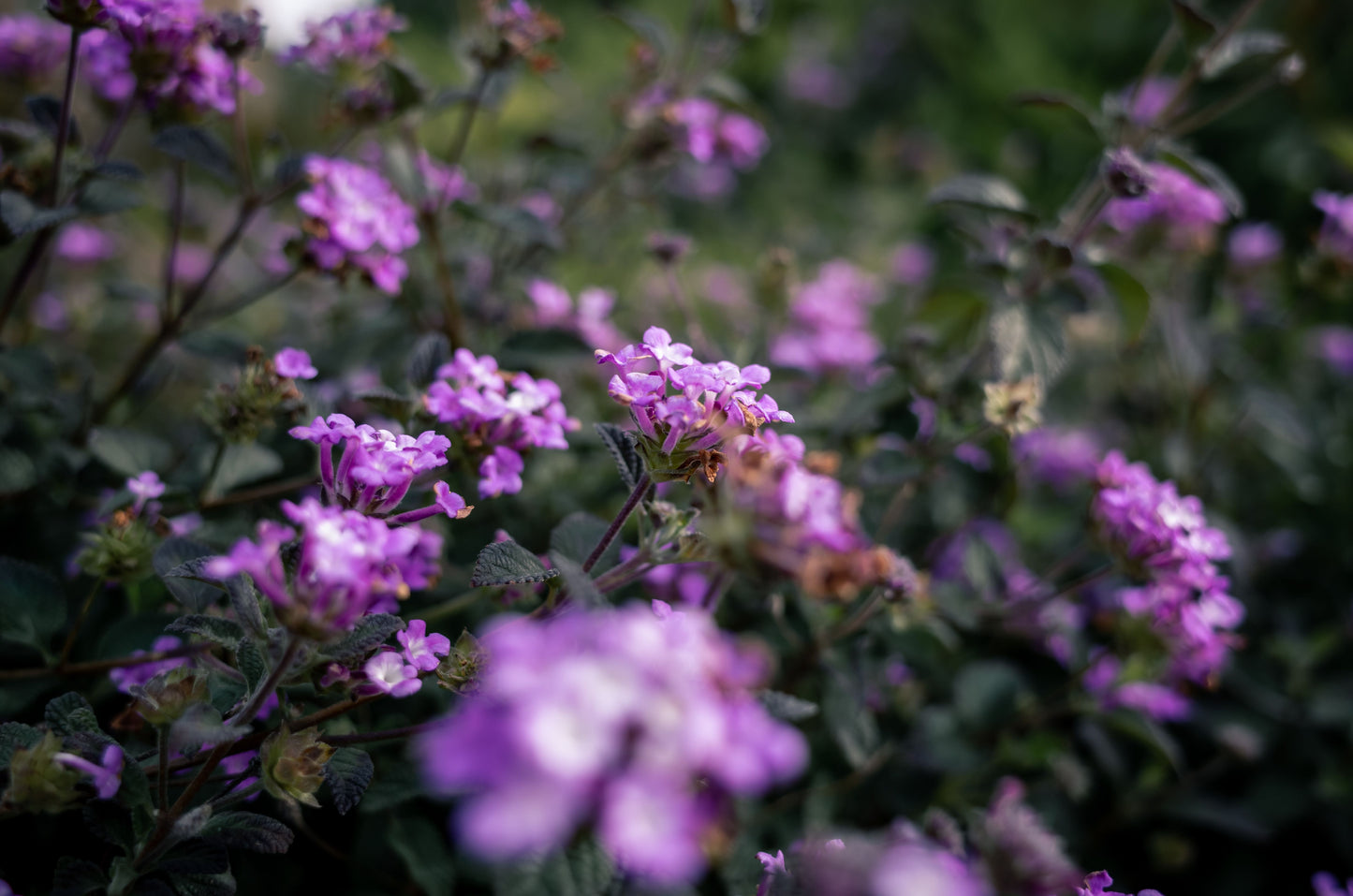 Purple Lantana Live Plant 4–6 Inches Tall – No Pot – Lantana camara