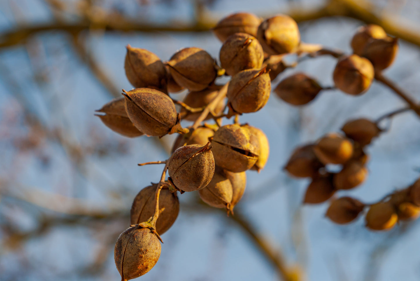 2 Pecan Tree Live Seedlings – 8+ Inches Tall (Carya illinoinensis)