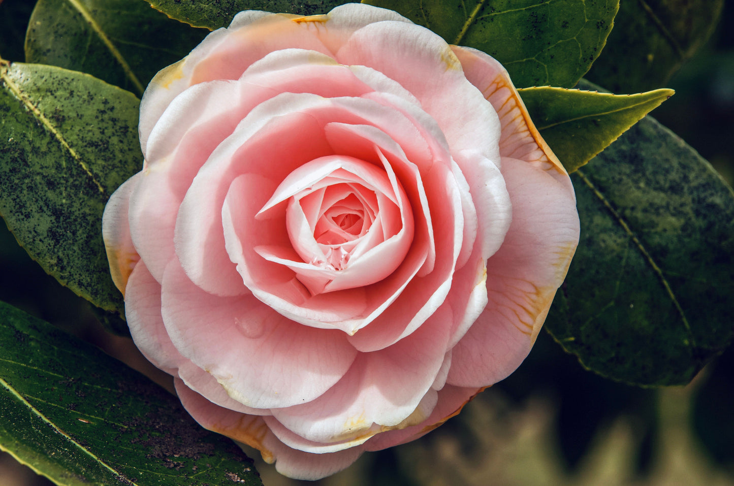 Leslie Ann Camellia Japonica Live Starter Plant – Well-Rooted in Pot