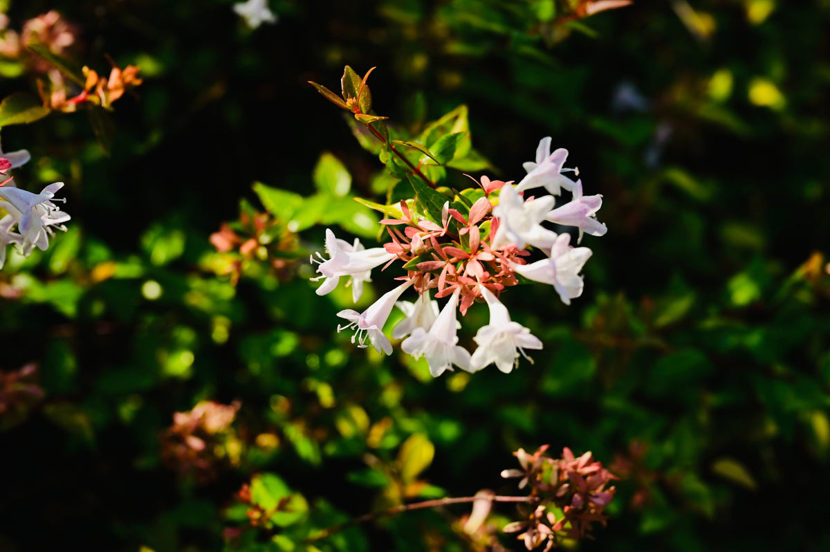 Brilliantina® Abelia – 1 Live Variegated Shrub, Quart Size – Abelia × grandiflora Brilliantina®