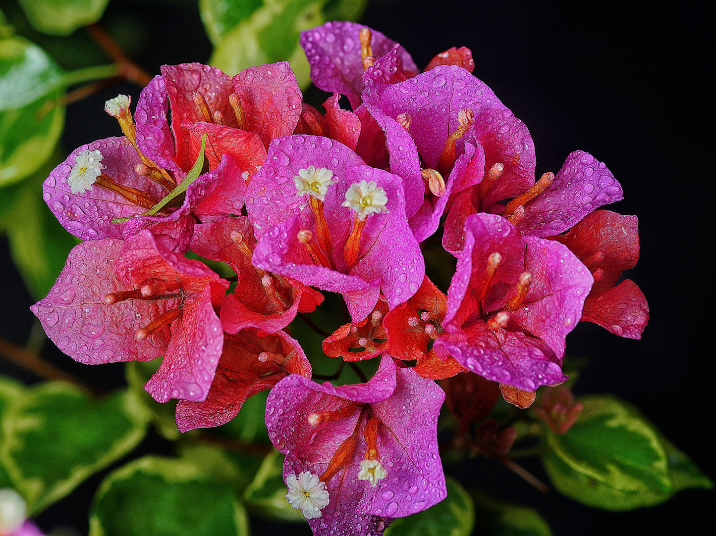 Claret Red Variegated Bougainvillea Live Starter Plant – Well Rooted Plug Plant