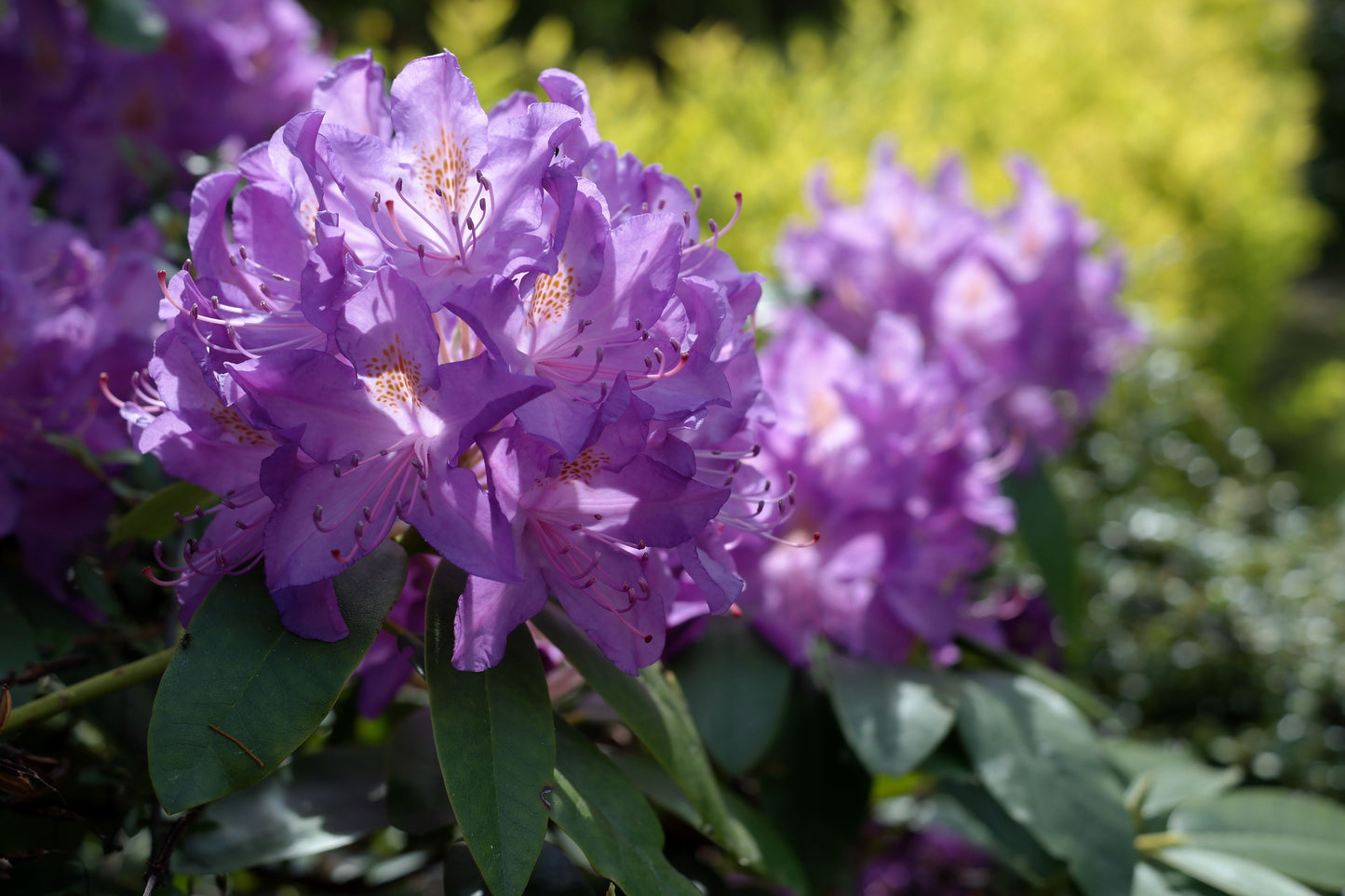 Blue Baron Rhododendron Starter Plant – Live Rhododendron Shrub