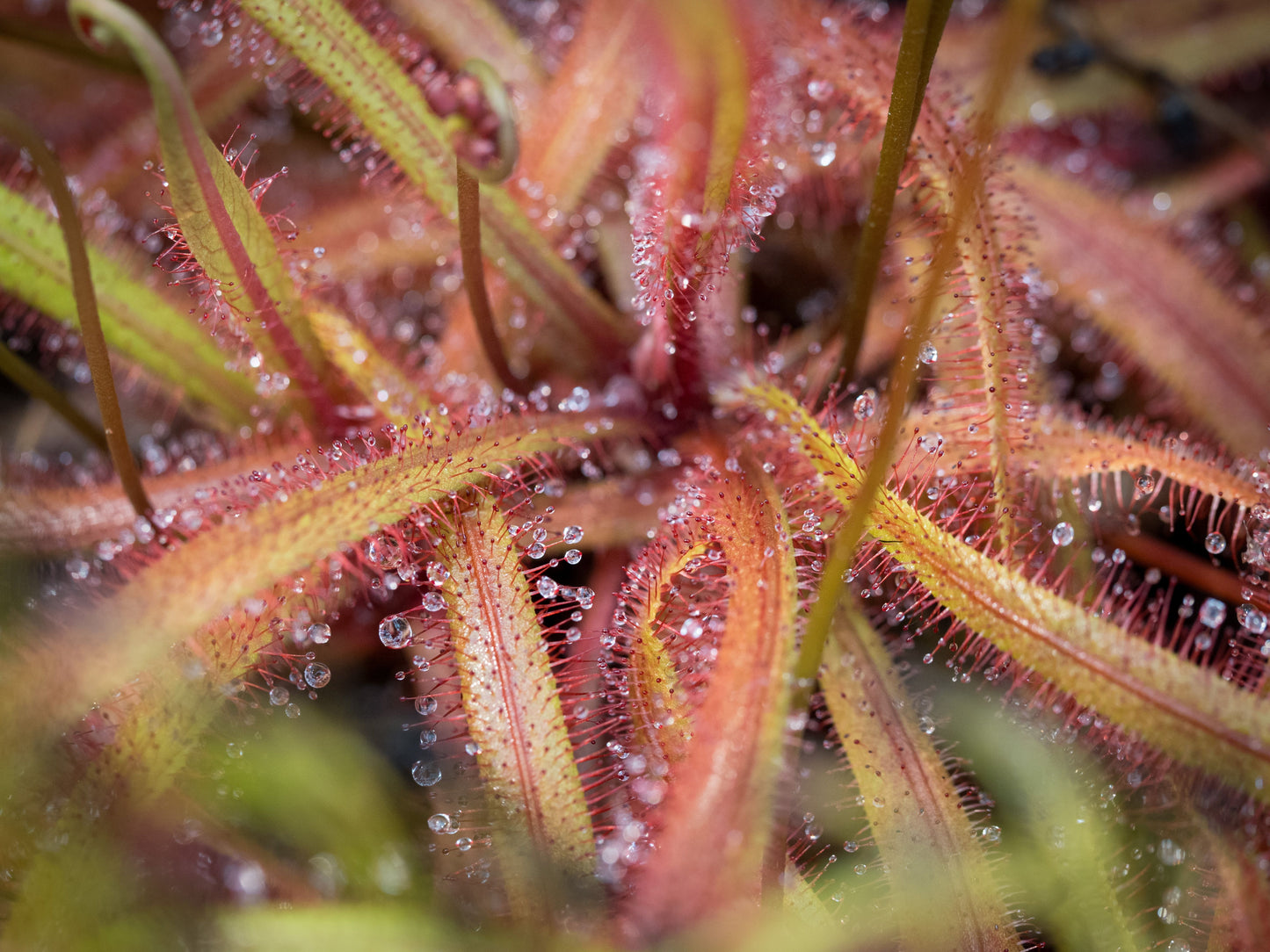 4 Live Cape Sundew Carnivorous Plants – Drosera capensis