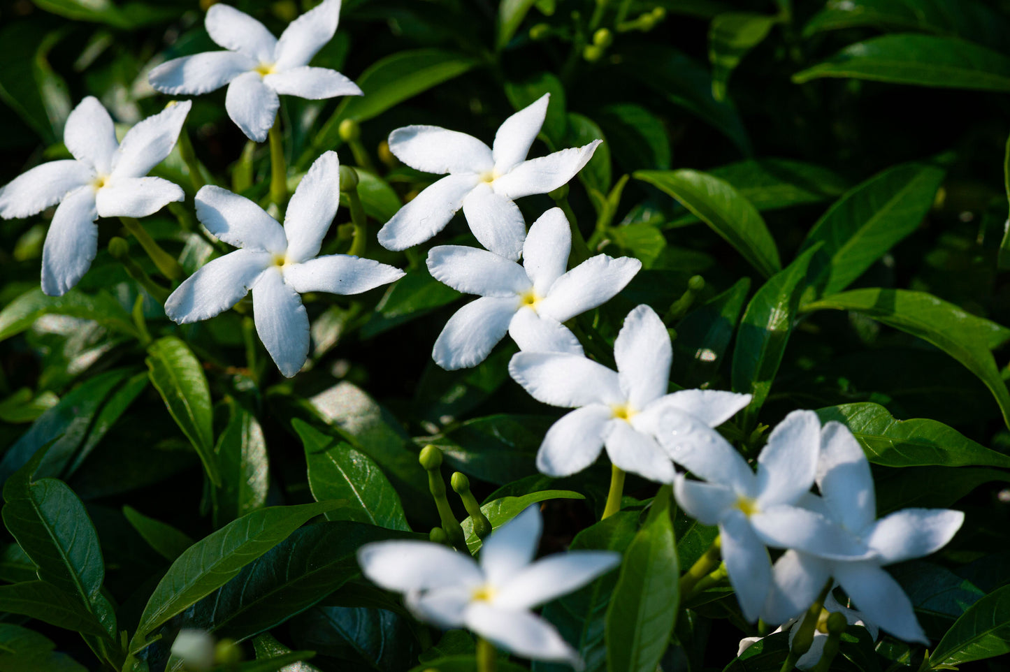 Crape Jasmine Live Plant 4 Inch Pot – Fragrant White Flowering Shrub, Tabernaemontana divaricata