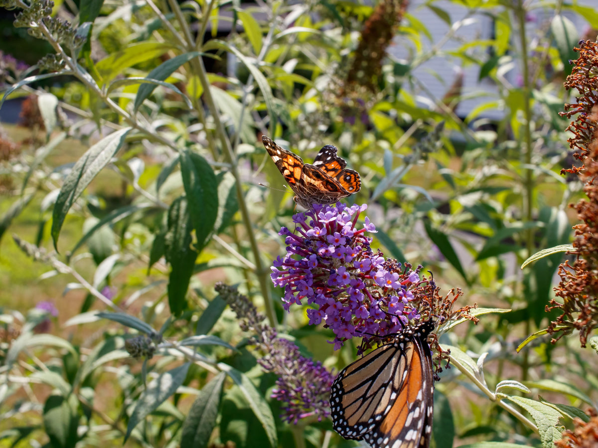 Butterfly Magic Buddleia 3 Live Plants in 3 Gallon Pot – Butterfly Bush