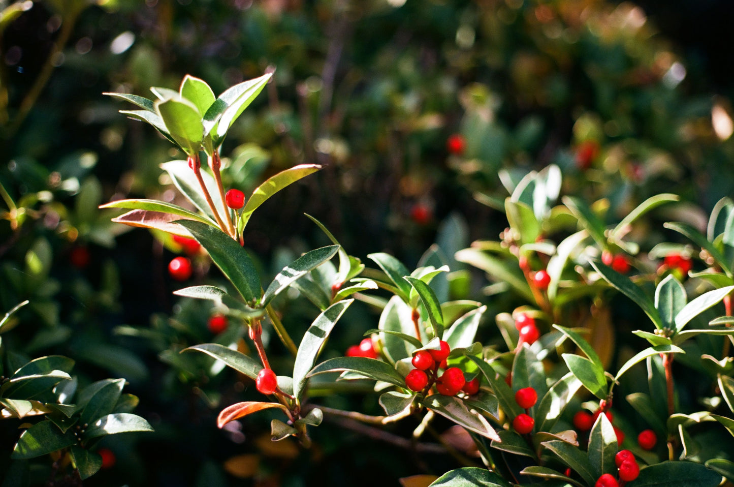 Nellie R. Stevens Holly Starter Plant – Live Evergreen Holly Tree
