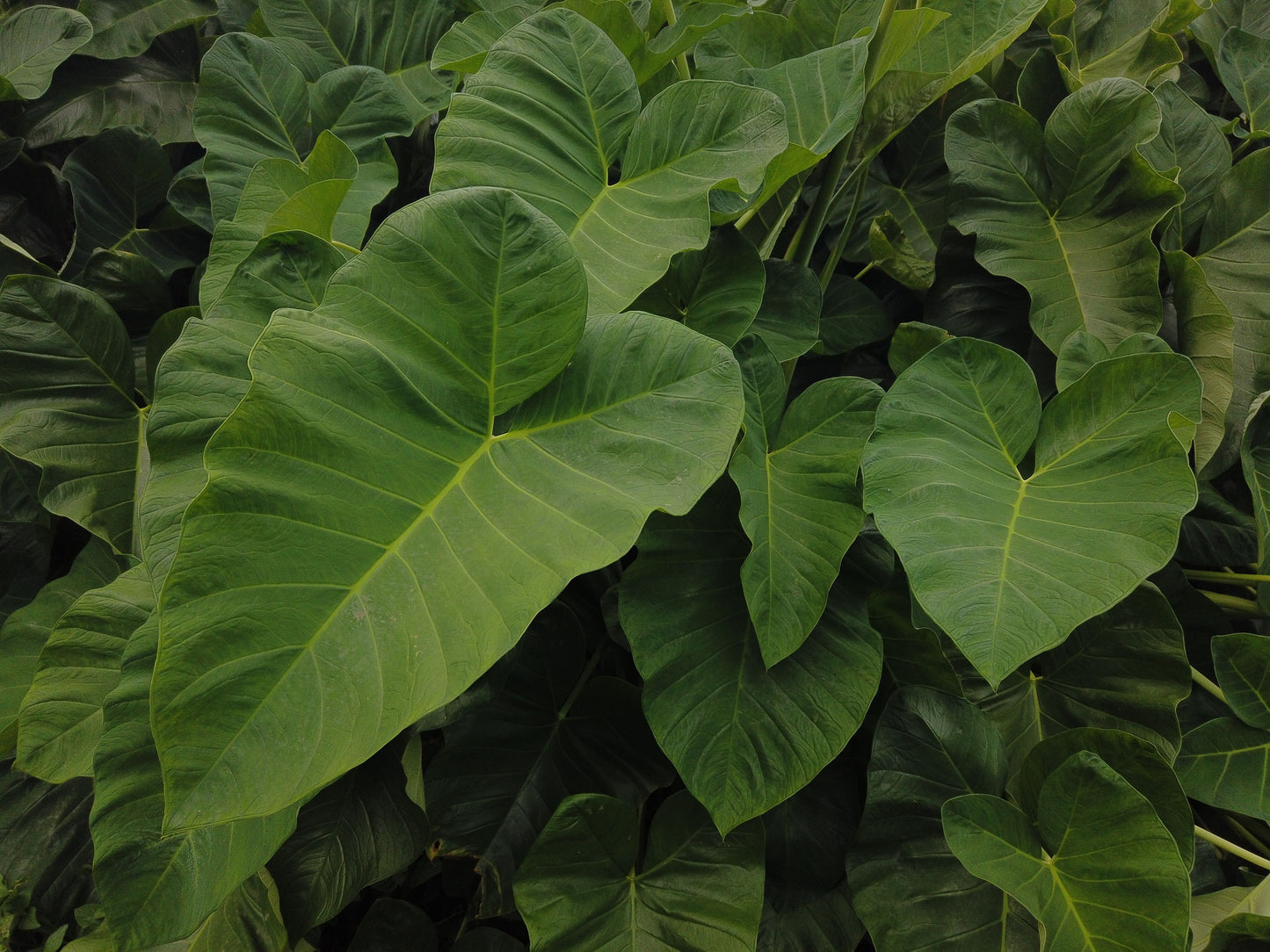 Illustris Colocasia Live Plant – 1 Starter Plant, 3-Inch Pot Size, Ships Without Pot (Colocasia esculenta 'Illustris')
