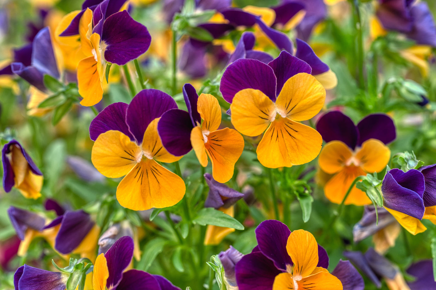 Penny Peach Jump-Up Horned Violet Live Plant – 4-Inch Pot – Viola cornuta 'Penny Peach Jump-Up'