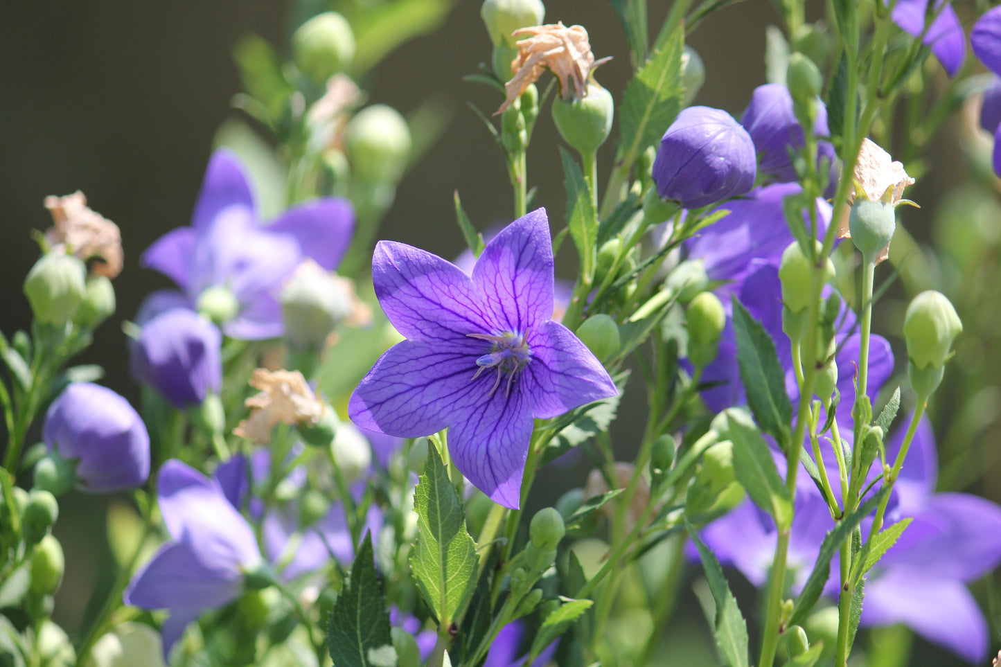 Sentimental Blue Balloon Flower Live Plants 3 Rooted Starters Platycodon Grandiflorus Perennial Garden Flowers