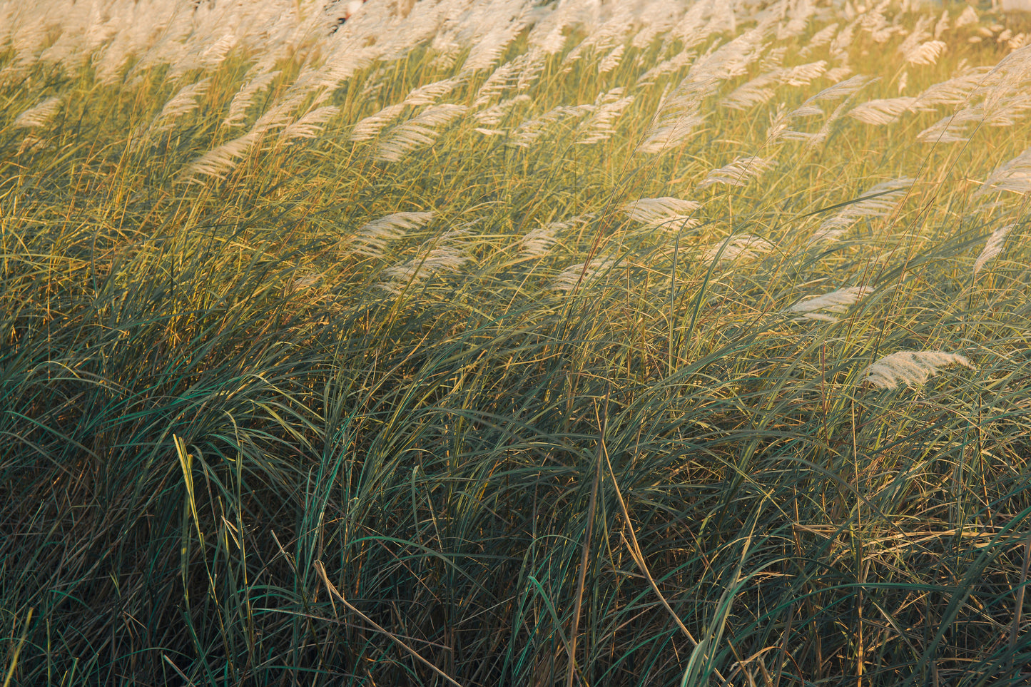 Niagara Falls Switch Grass Live Plants 3 Rooted Starters in 1 Qt Pots Panicum Prairie Winds Ornamental Grass