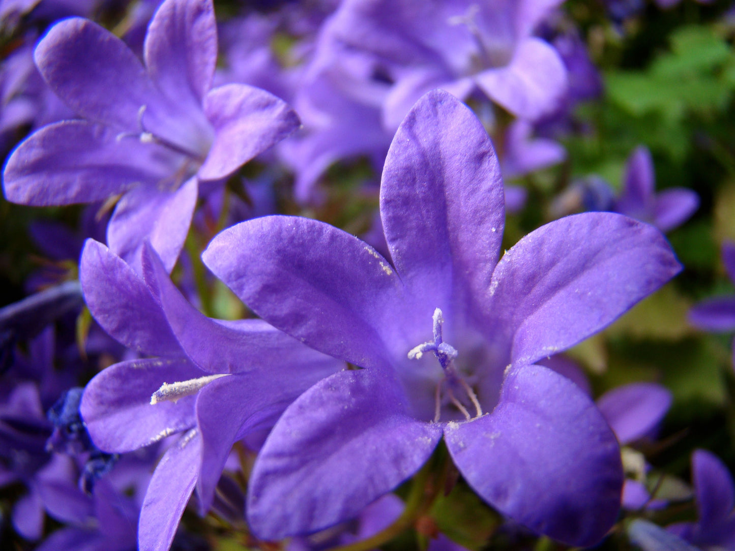 Birch Hybrid Bellflower 1 Live Plant – 4-Inch Pot – Campanula ‘Birch Hybrid’