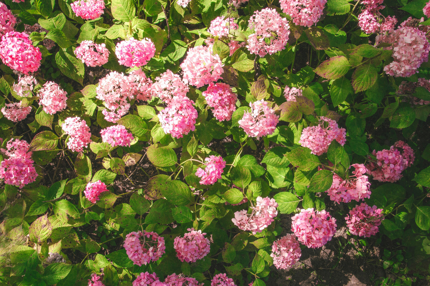 Munchkin Dwarf Oakleaf Hydrangea Live Plant – 1 Pint – Hydrangea quercifolia