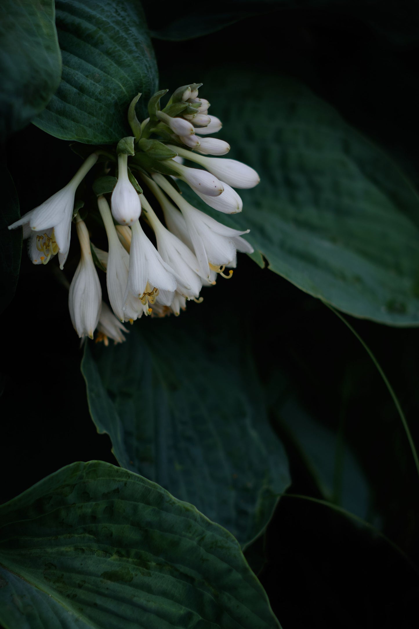 Empress Wu Hosta Live Plants 2 Rooted Starters in 1 Qt Pots Giant Shade Perennial Garden Foliage Plant
