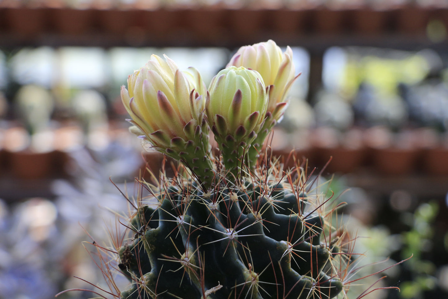 Neochilenia napina Seed Grown Live Cactus – Rare Succulent Specimen Plant