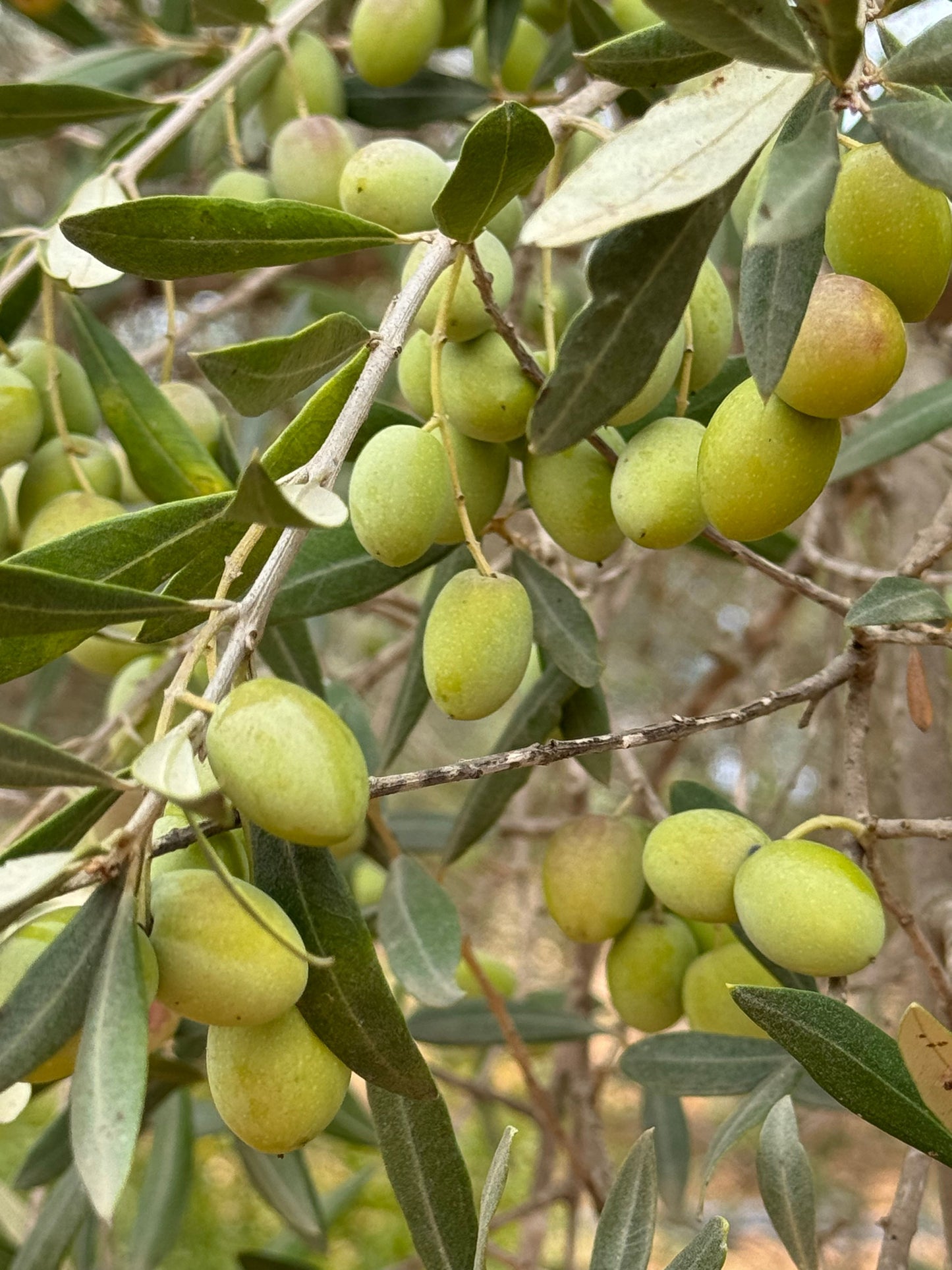 Arbequina Olive Tree Live Starter Plant 6–10 Inches Tall – Olea europaea