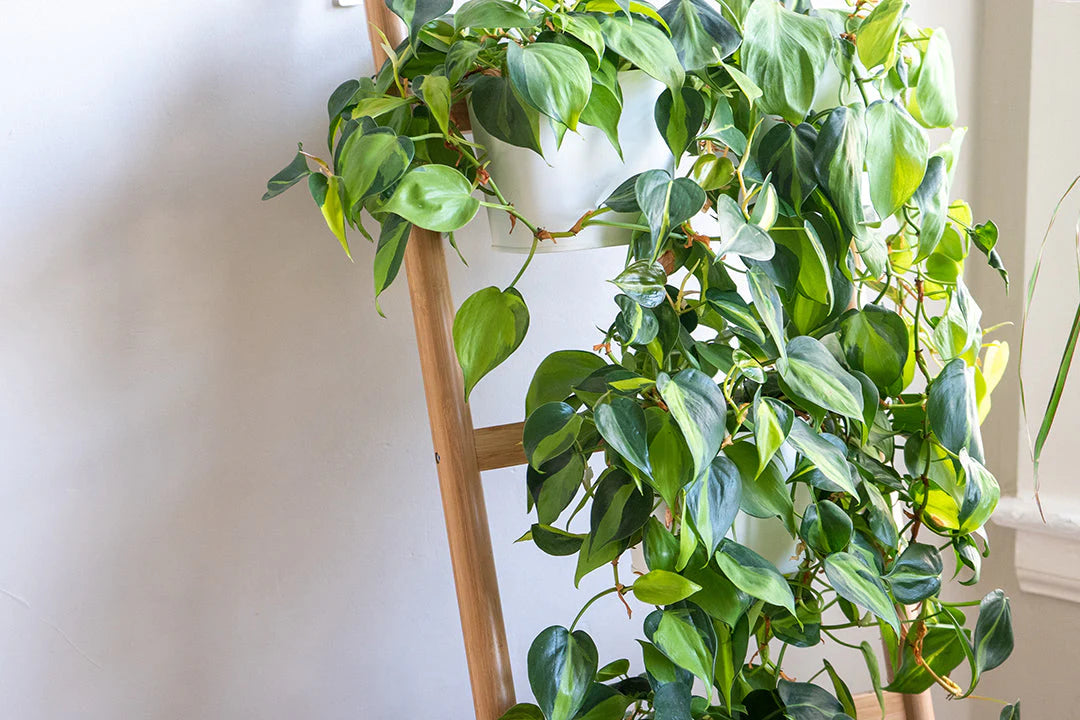 6 Indoor Plant Cuttings  Pothos & Philodendron Combo  Marble Queen,   Jayme Garden