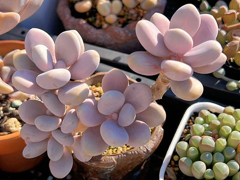 1 Bare Root Pink Moonstone Succulent (Pachyphytum Oviferum) β Rare Chubby Leaves Plant for Indoor Decor, Gifts, DIY Arrangements