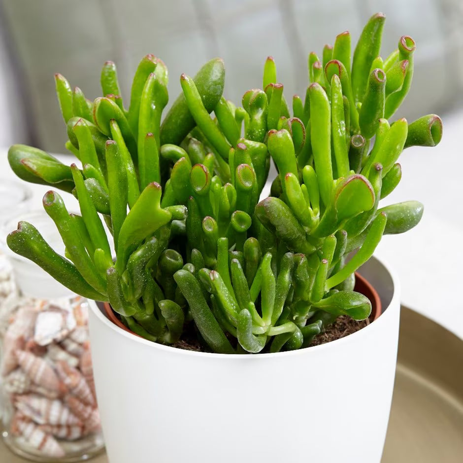 Hobbit Friendship Tree Cuttings (Crassula ovata 'Hobbit') – 4 Unrooted –  Jayme Garden