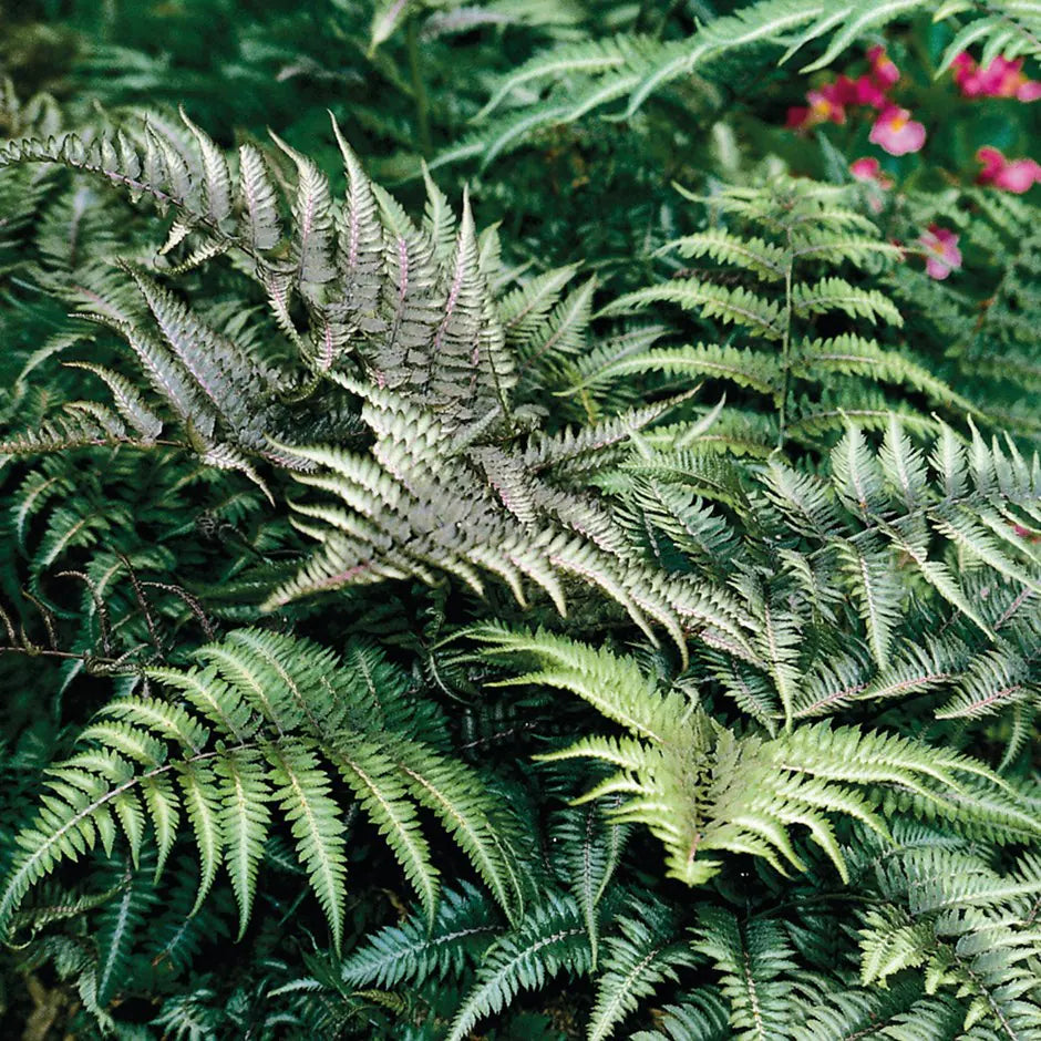3 Japanese Painted Ferns (Athyrium niponicum) ā 2ā Bare Root Plants ā Hardy Shade Fern, Low Maintenance, Colorful Foliage Perennial