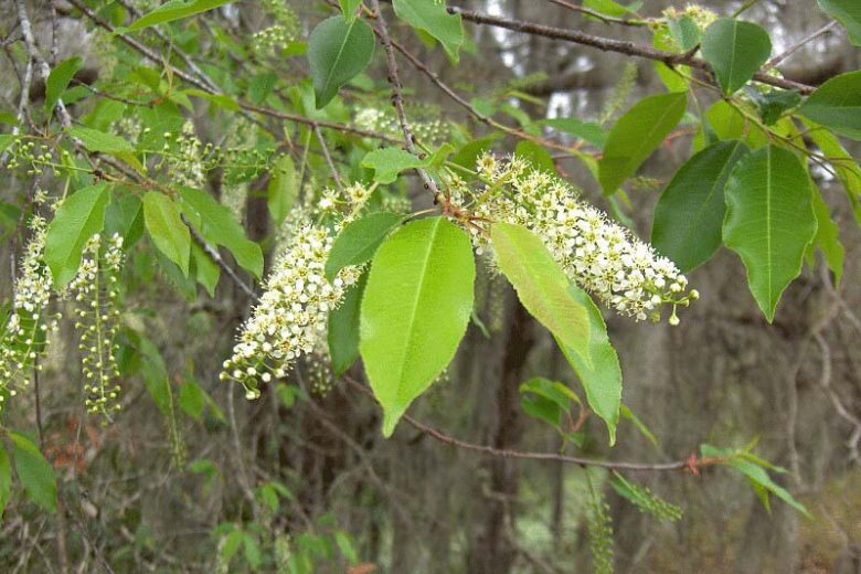 2 Cherry Laurel Trees (Prunus laurocerasus) ā Live Bare Root Seedlings 1ā2 ft | Evergreen Hedge Shrub | Fast Growing Privacy Plant