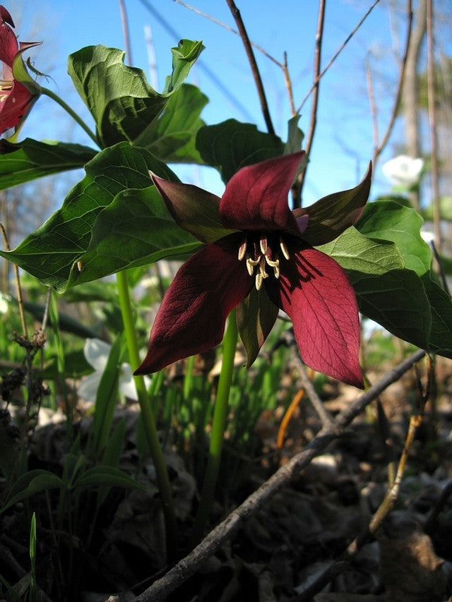 10 Red Trillium Bulbs (Trillium erectum) ā Live Bare Root Native Perennial | Woodland Wildflower | Shade Garden | Spring Blooms