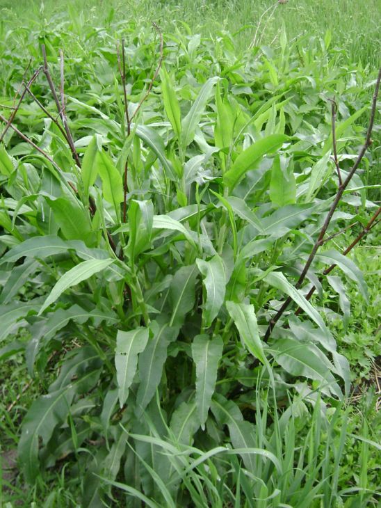 Rumex altissimus Seeds β Pale Dock | Native Tall Dock Plant | Prairie & Wet Meadow Wildflower | 100 Seeds