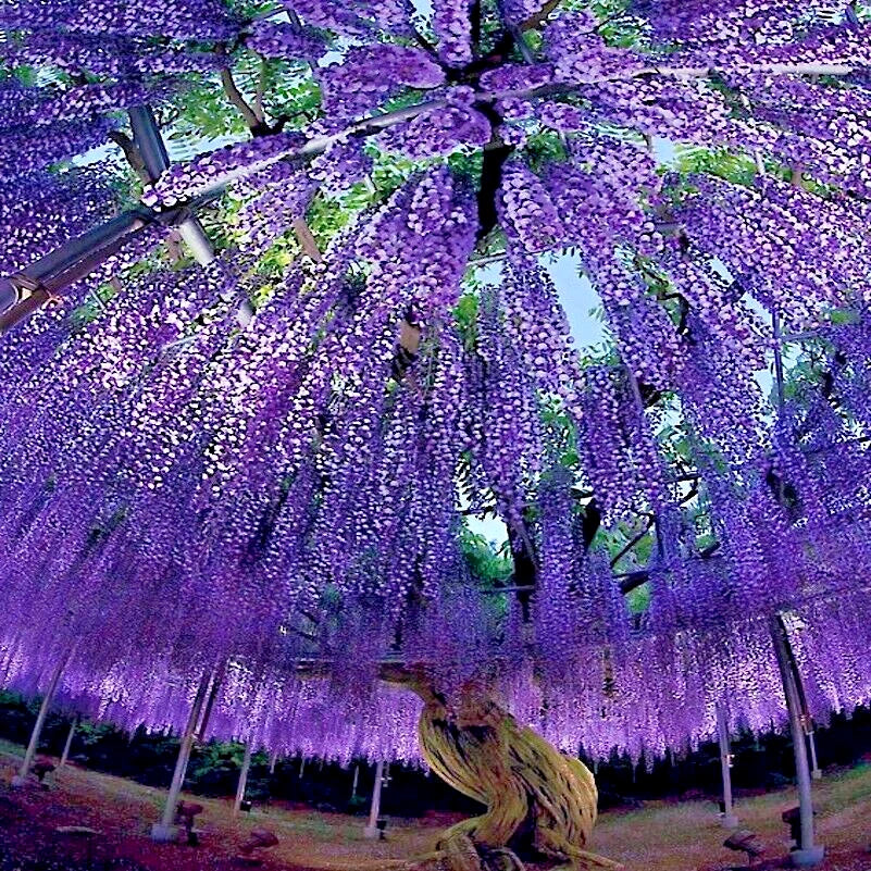 purple wisteria flower seeds Chinese Wisteria Tree Seeds - 10 Pack - Fast Climbing Flowering Vine