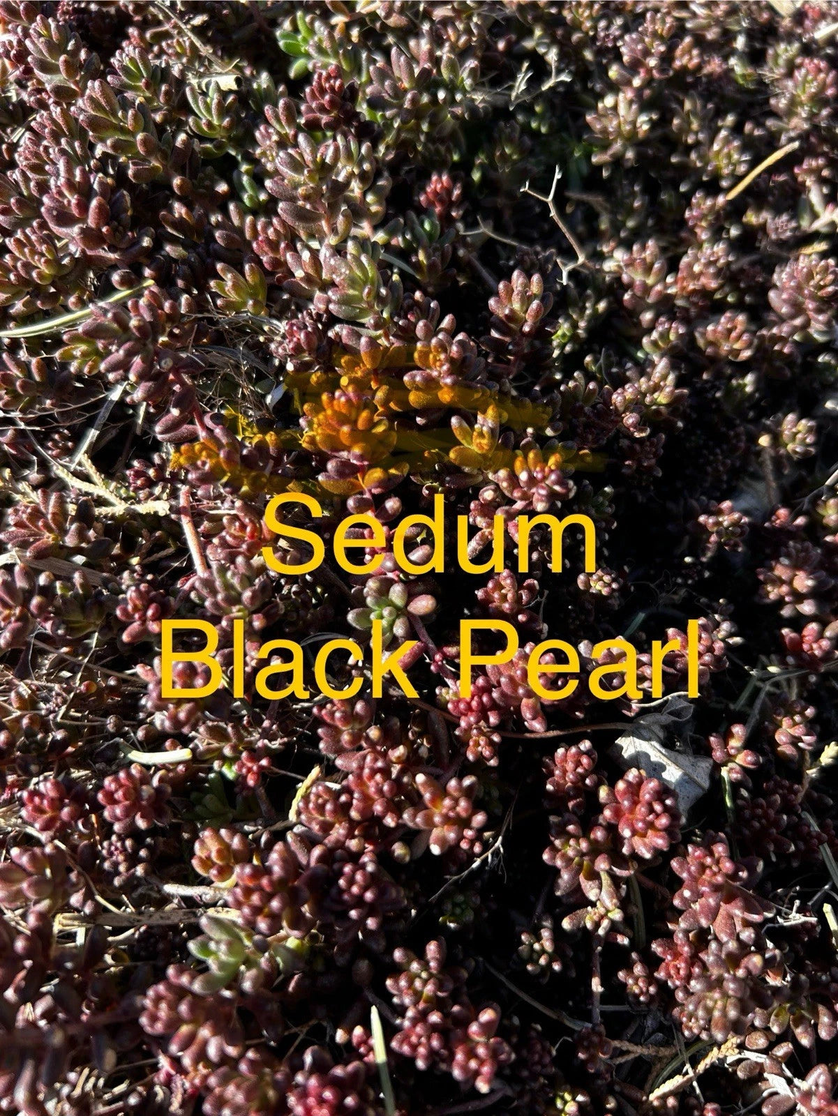 Sedum Black Pearl Ground Cover Plants, 4