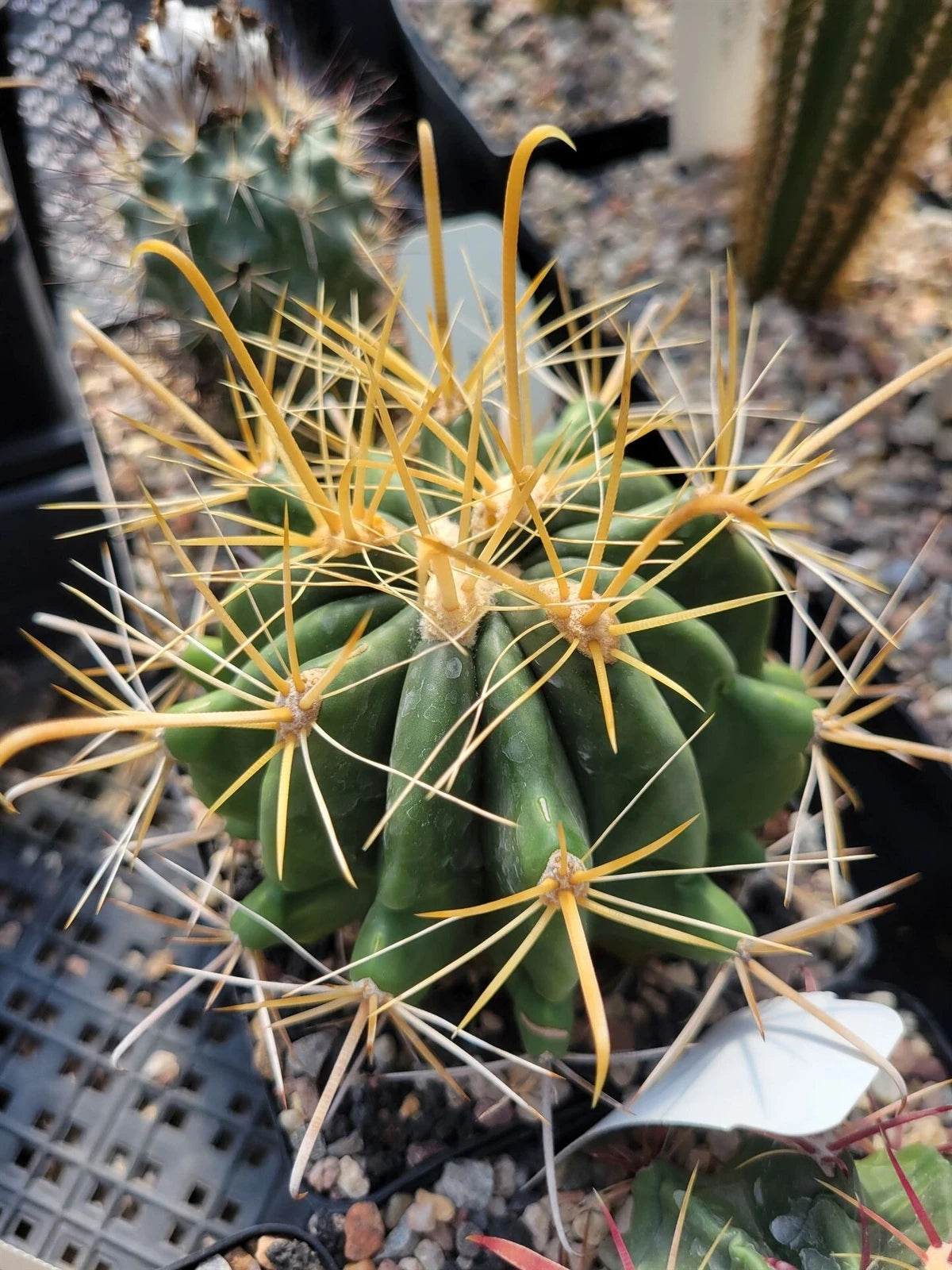 succulent spines Ferocactus wislizeni f. flavispinus Cactus - Succulent Plant - Yellow Spines