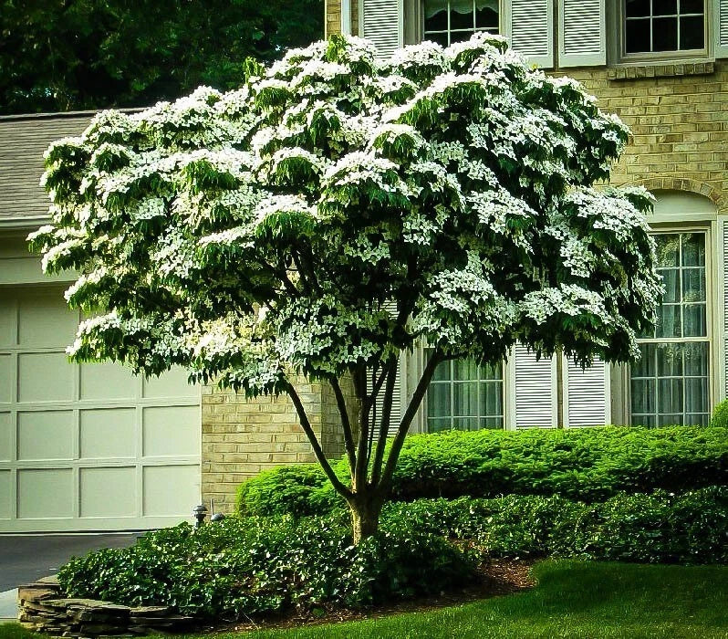 10 Unrooted Cuttings of White Kousa Dogwood Tree (Cornus kousa) - Ideal for Planting and Propagation