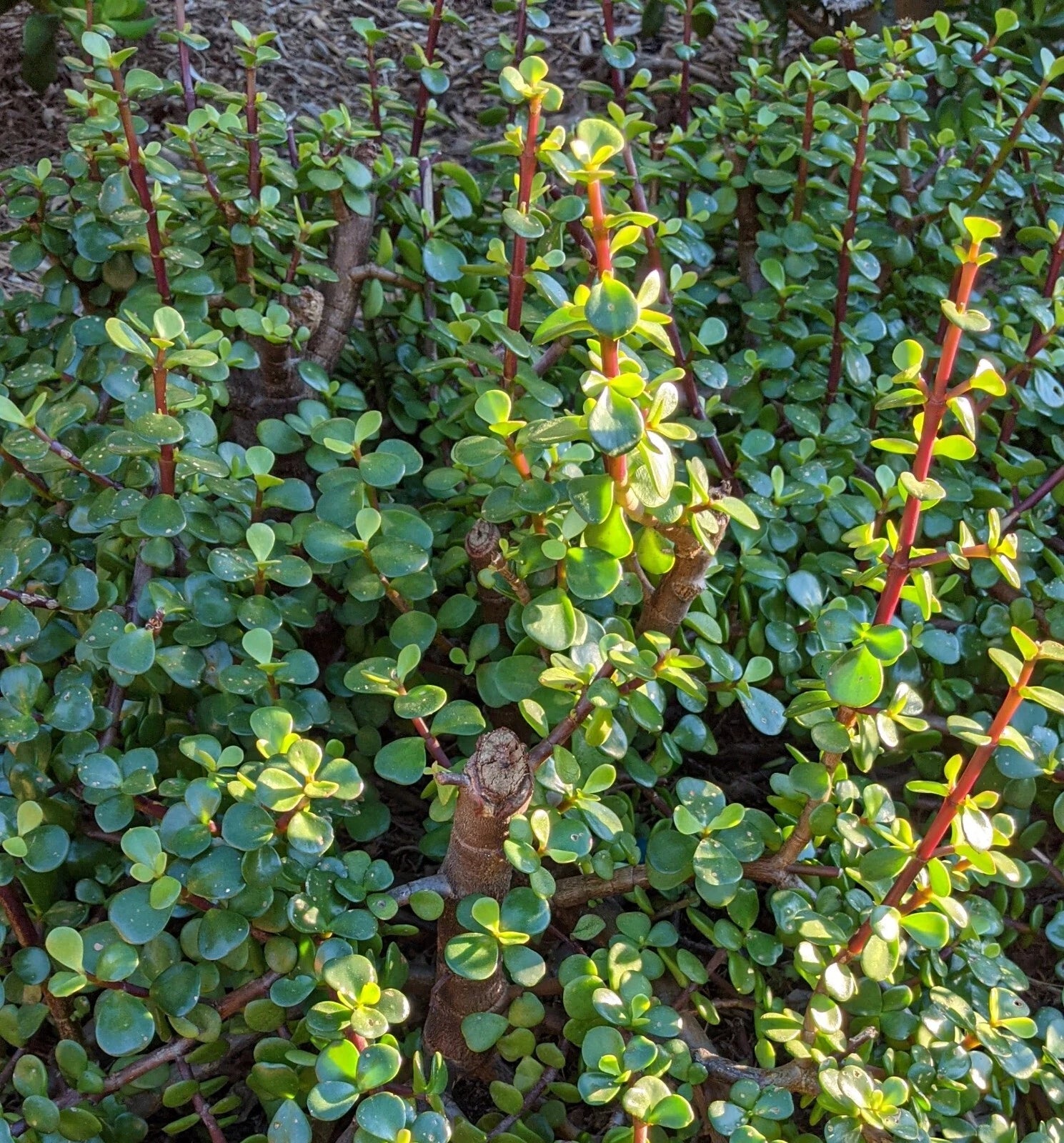 portulacaria afra vs jade plant 10 Cuttings 6" Portulacaria Afra Elephant Bush Succulent Dwarf Jade Plant