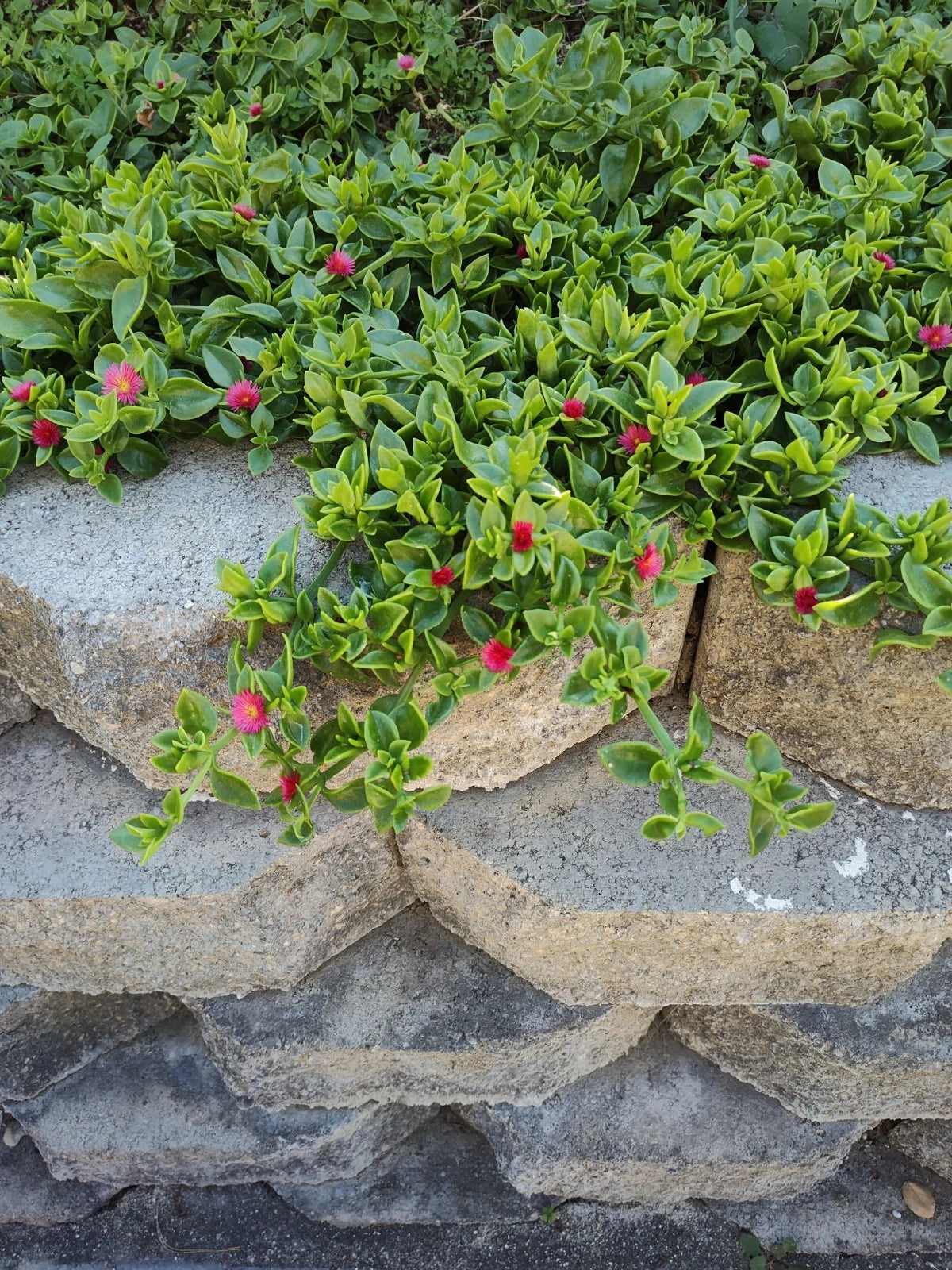 succulent plant ground cover Aptenia Cordifolia Baby Sun Rose Cuttings